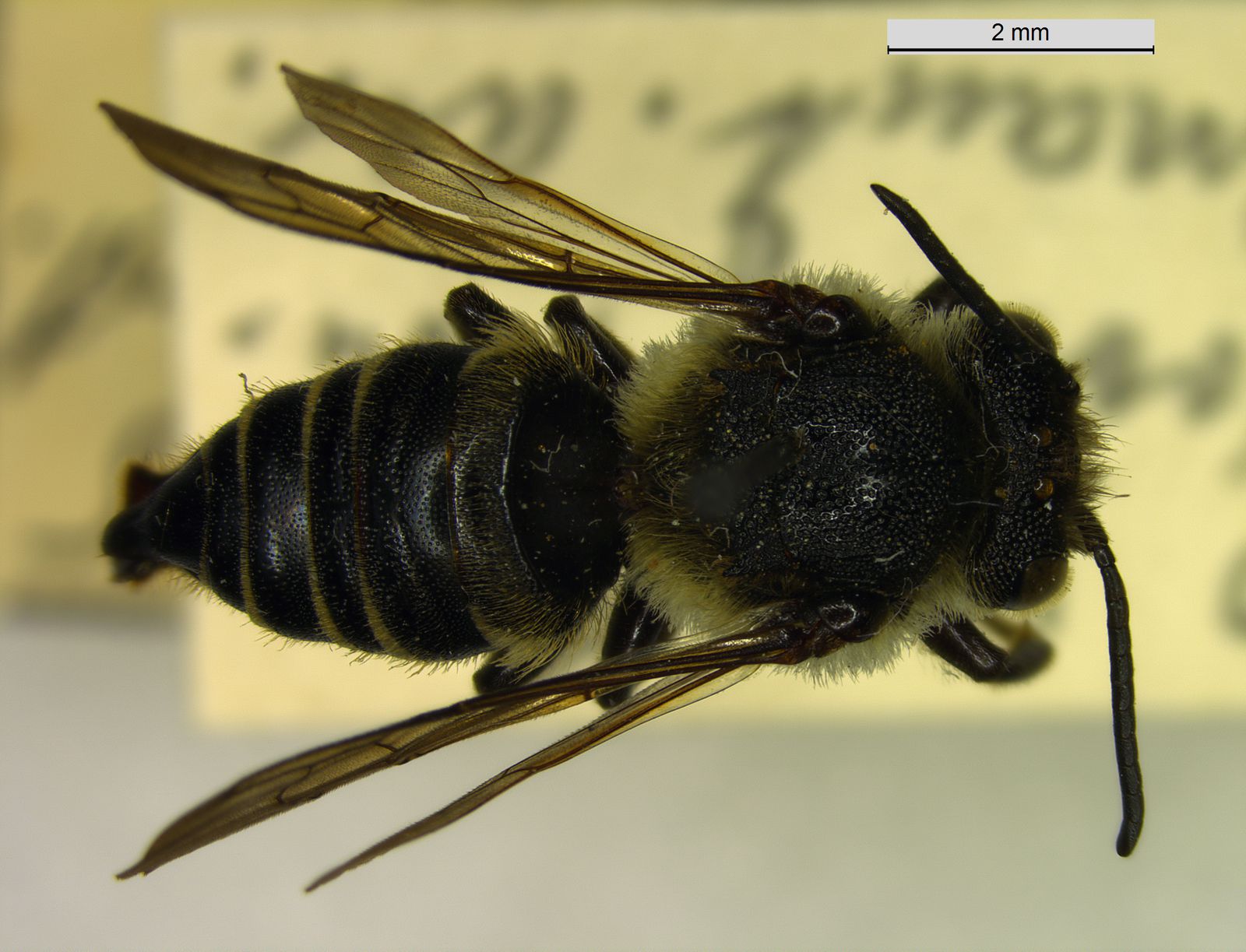 Coelioxys alatus