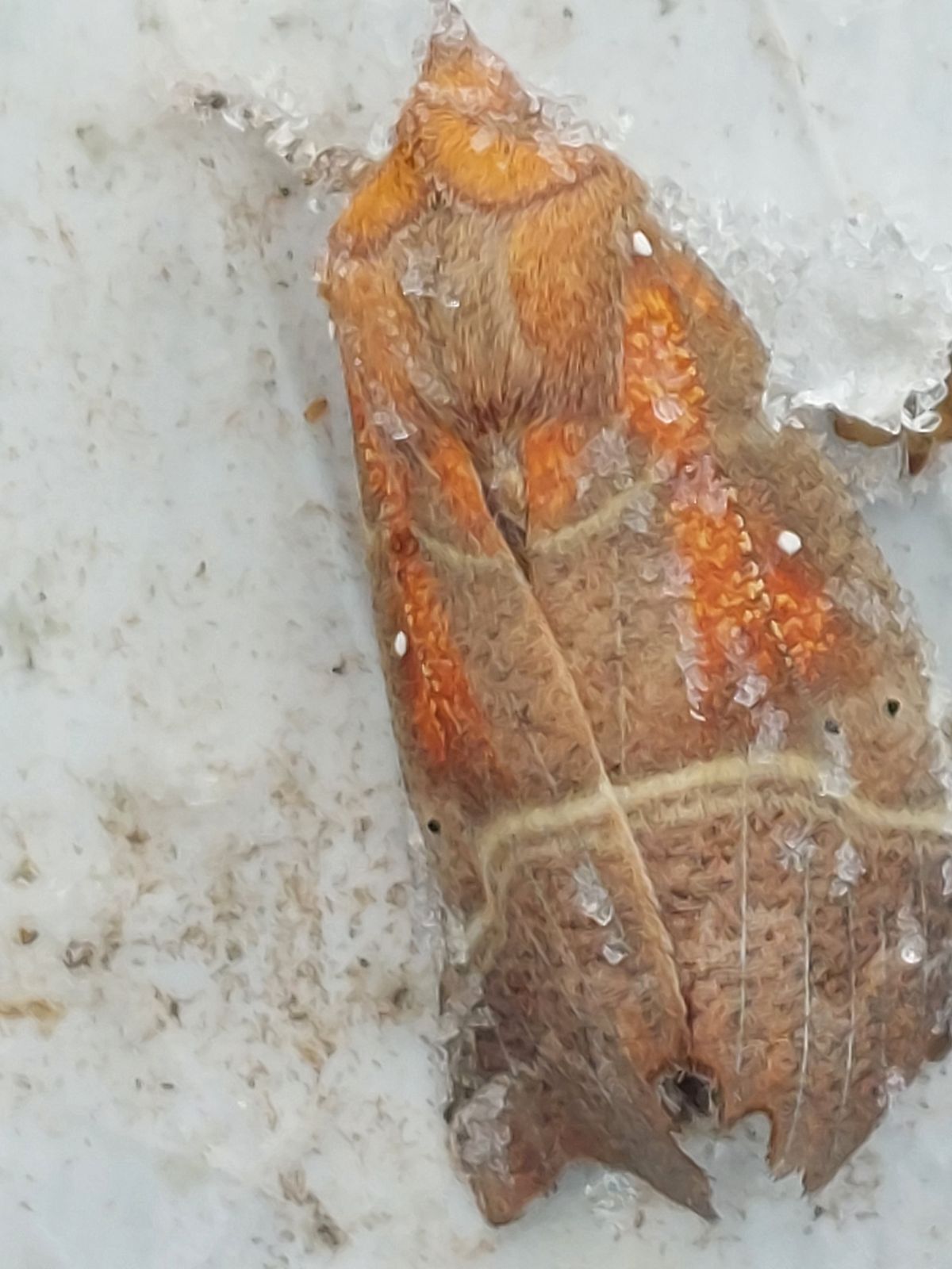 Scoliopteryx libatrix