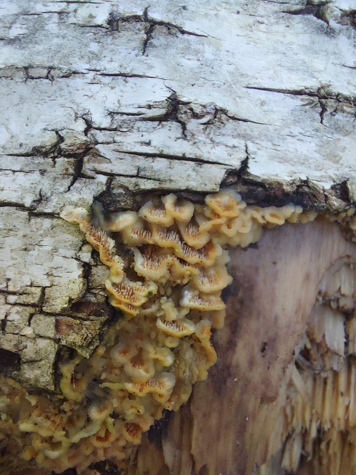 Steccherinum ochraceum