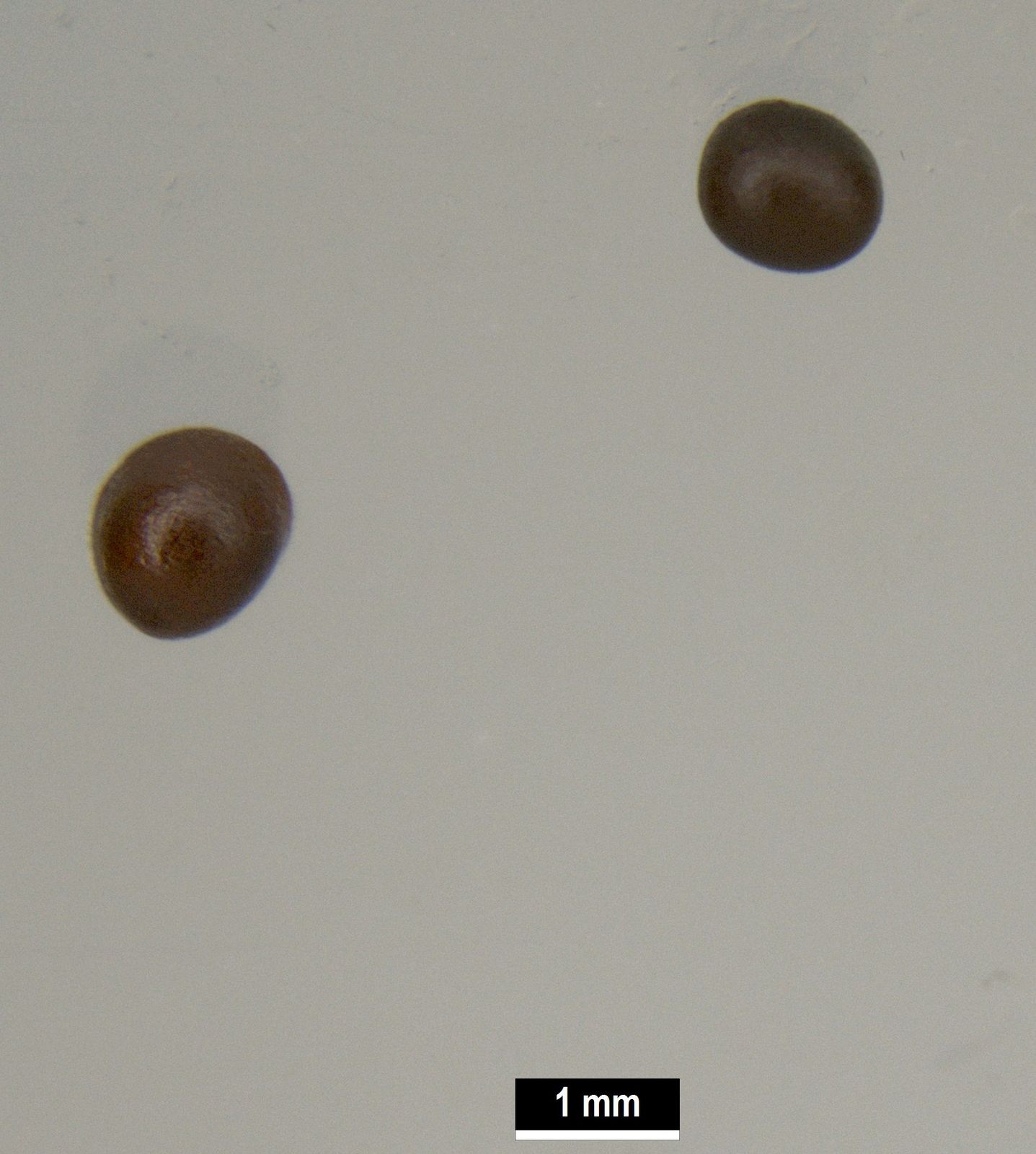 Sphaerobolus stellatus