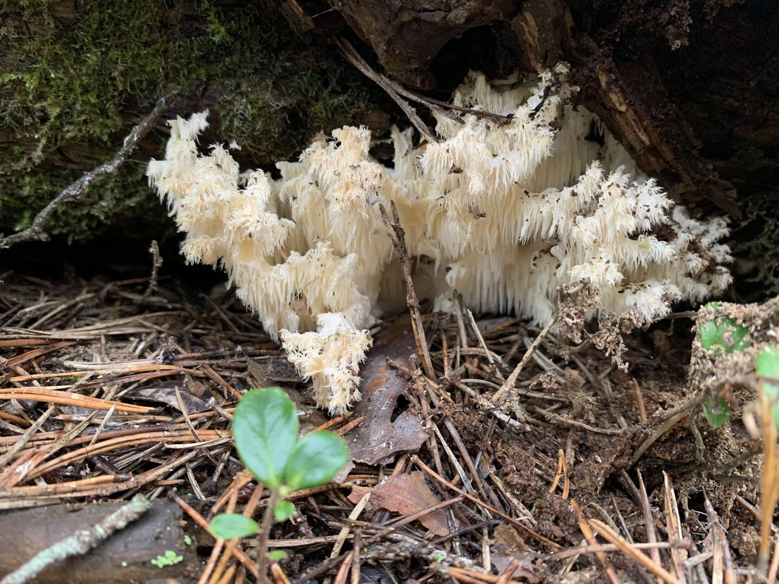 Hericium coralloides
