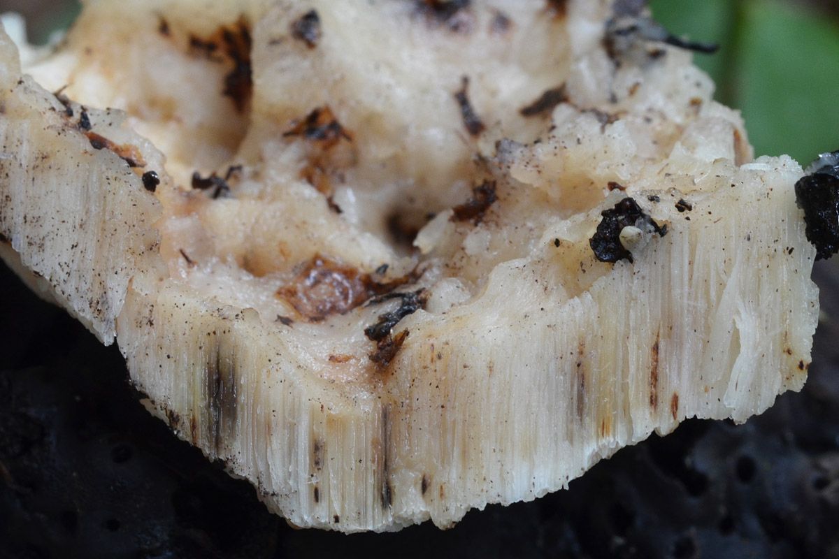 Physisporinus vitreus