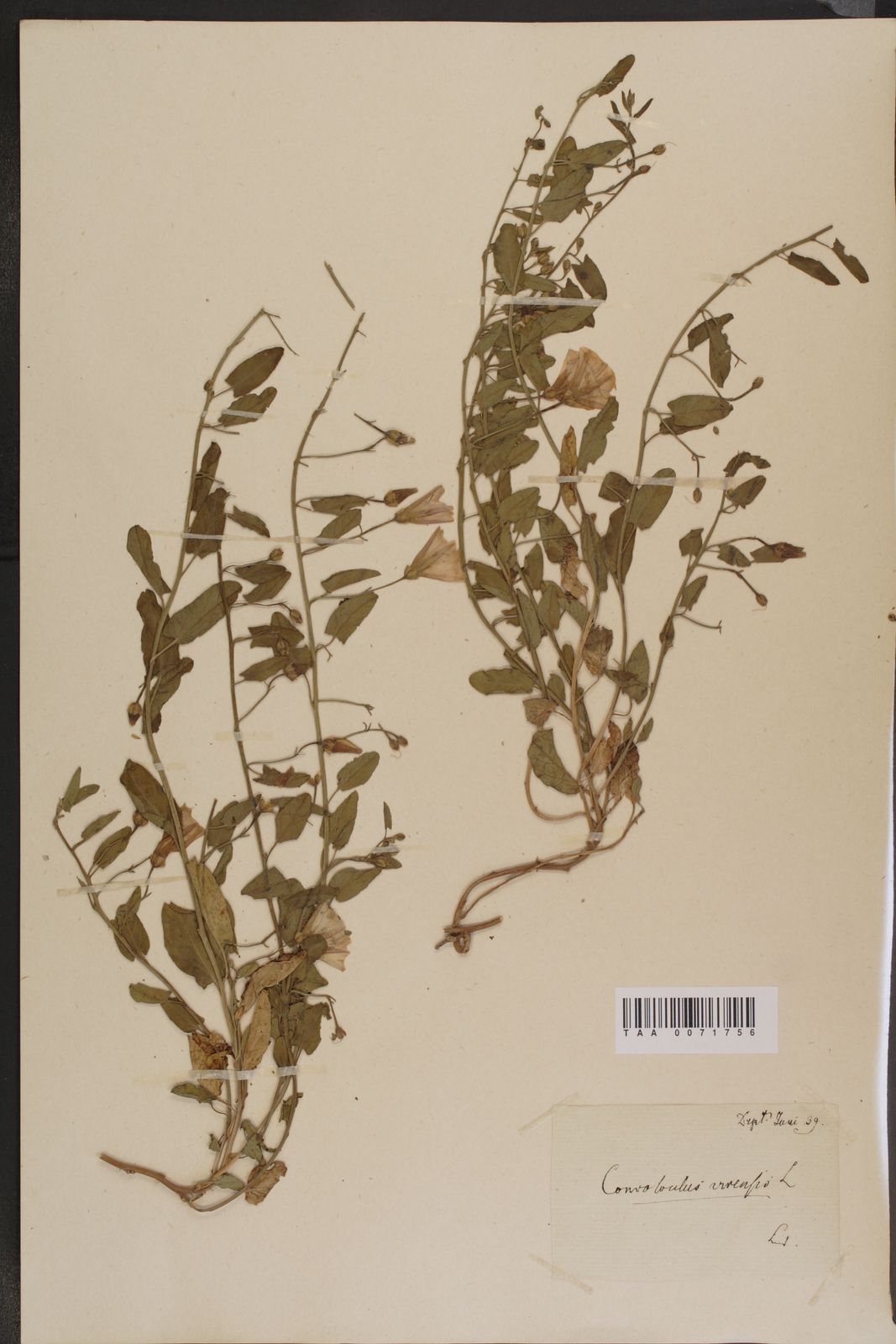 Convolvulus arvensis