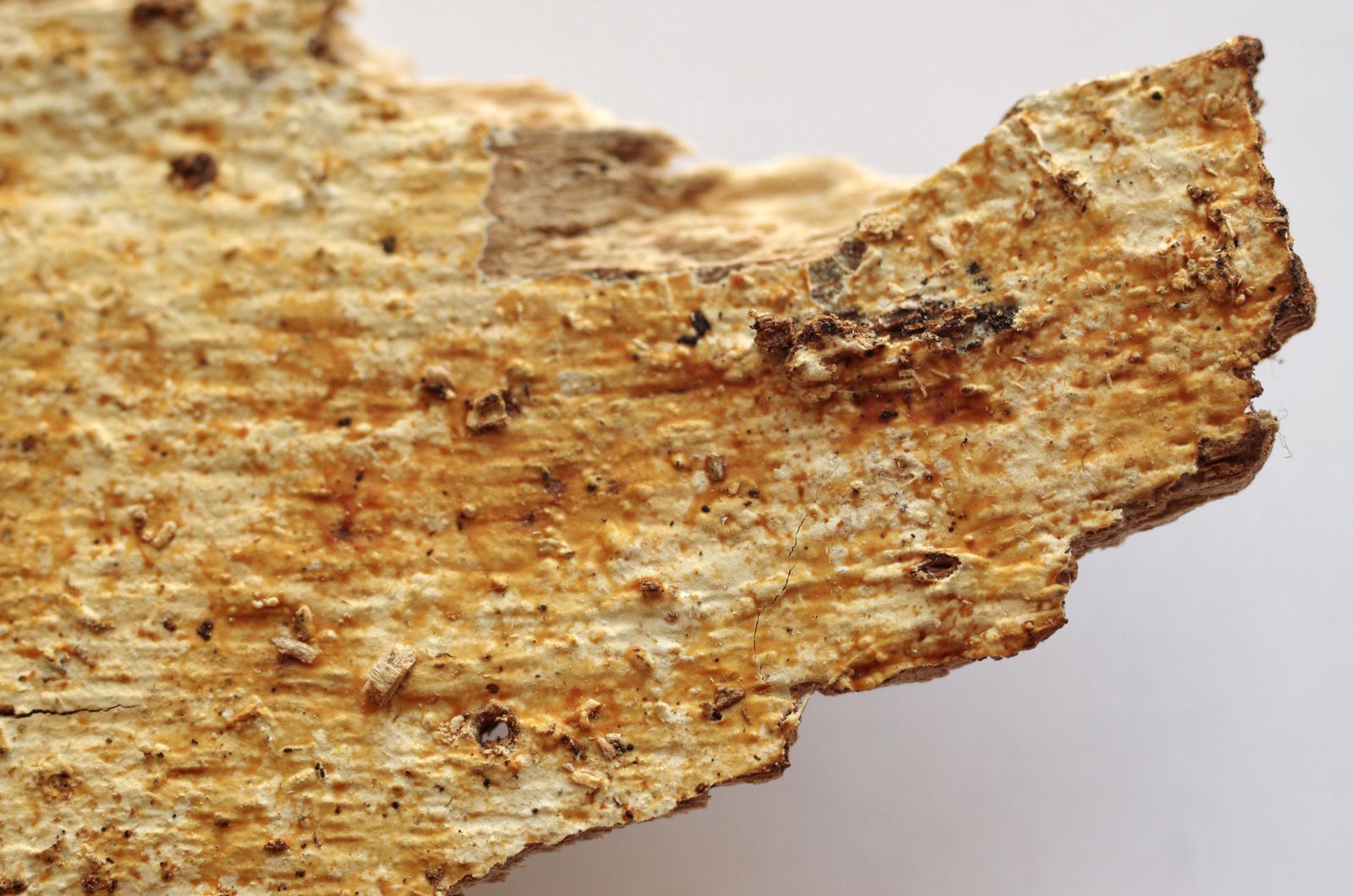 Colacogloea peniophorae