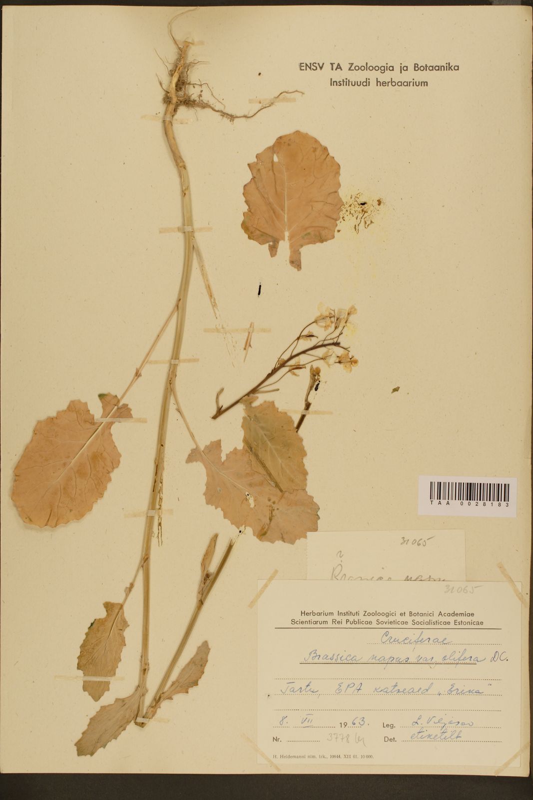 Brassica napus var. napus