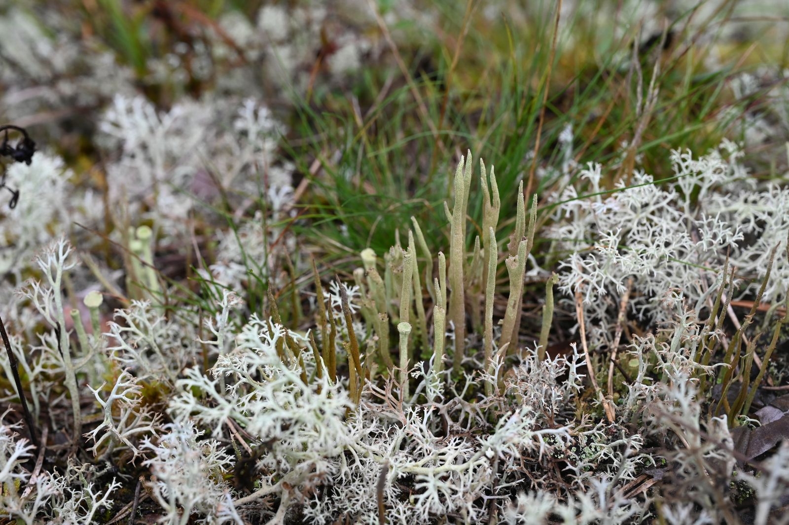 Cladonia subulata