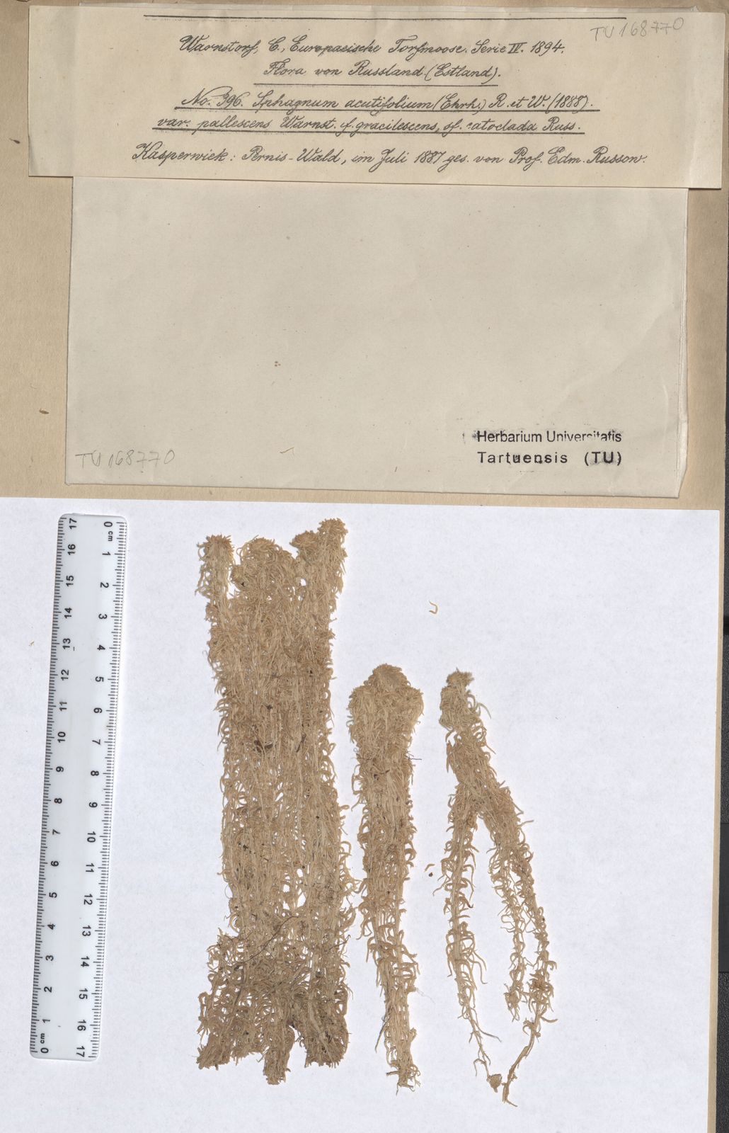 Sphagnum capillifolium