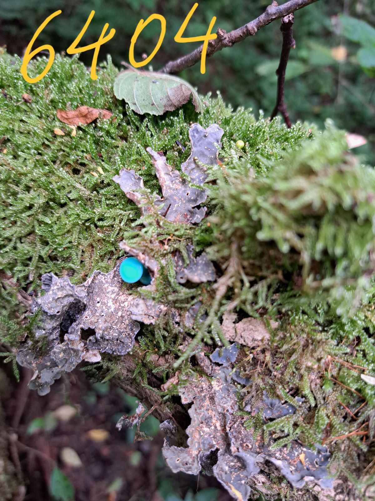 Lobarina scrobiculata