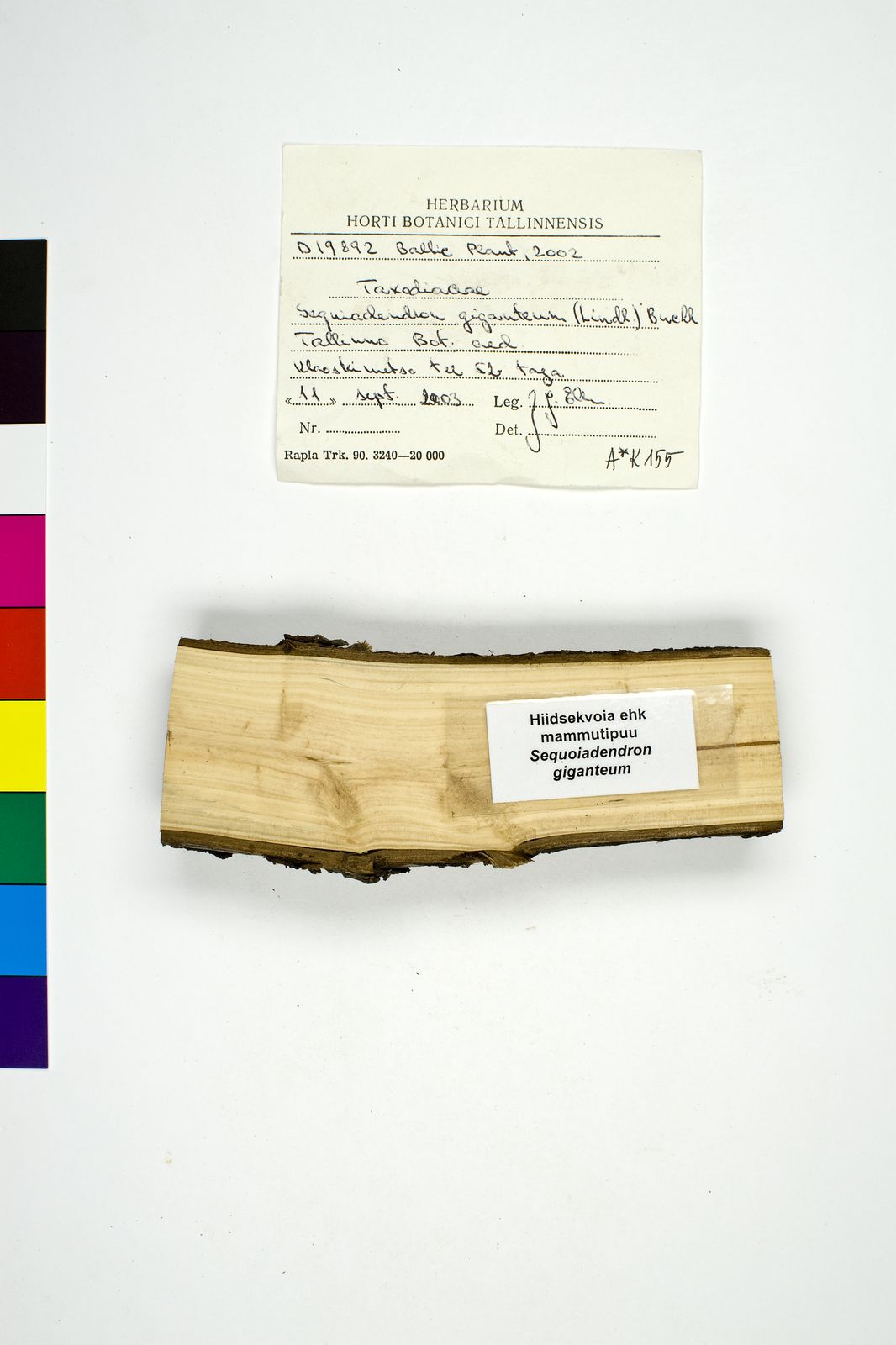 Sequoiadendron giganteum