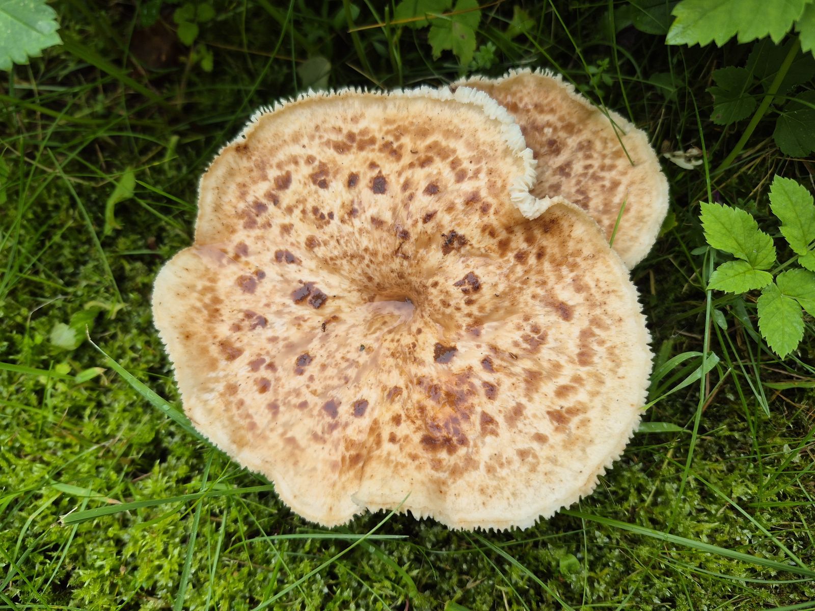 Cerioporus rangiferinus