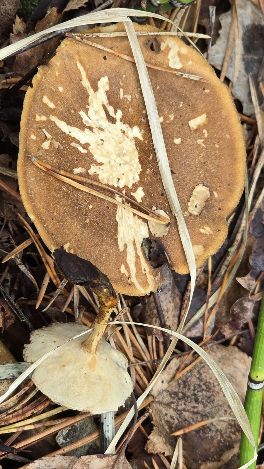 Lentinus substrictus