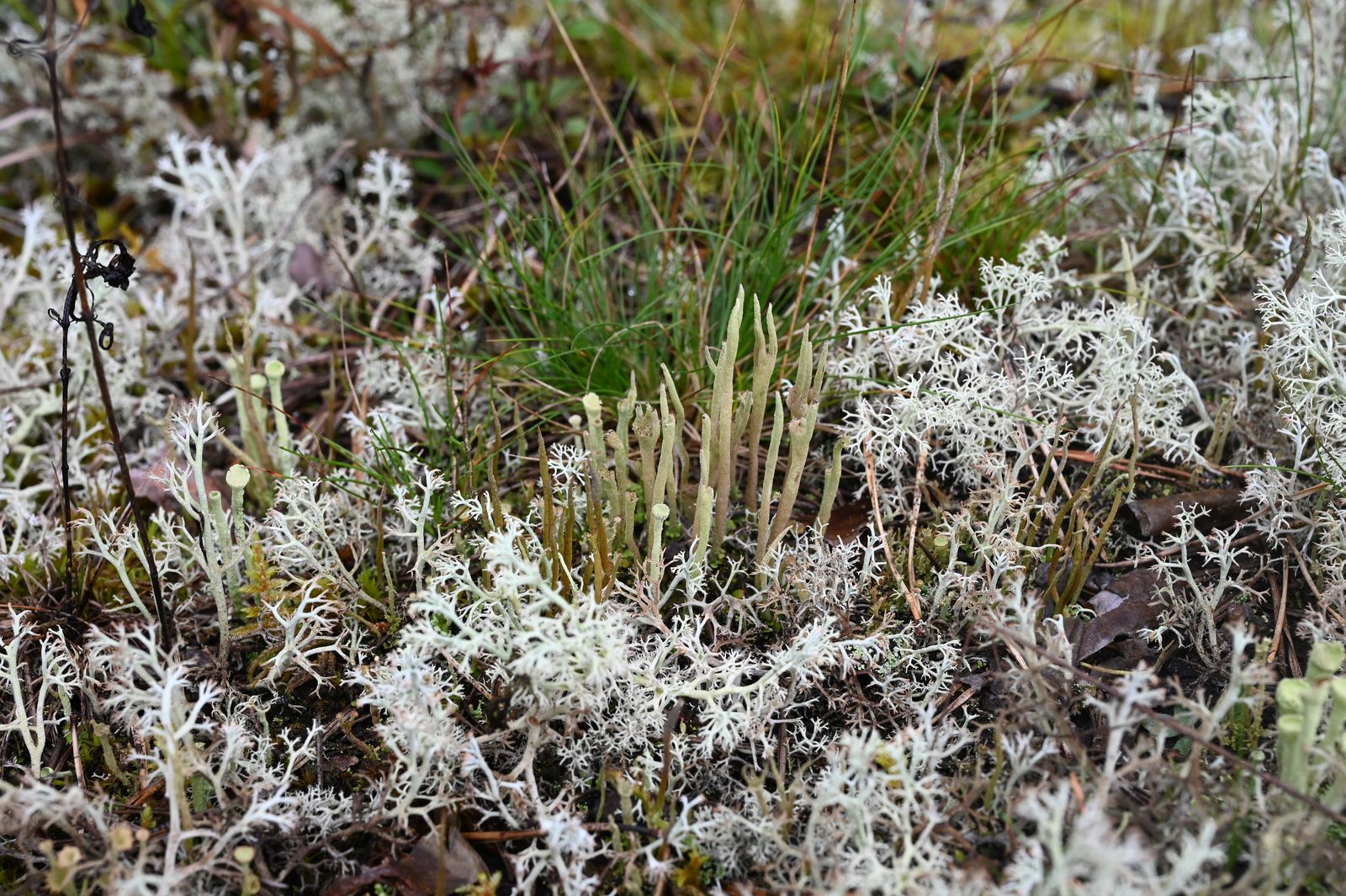 Cladonia subulata