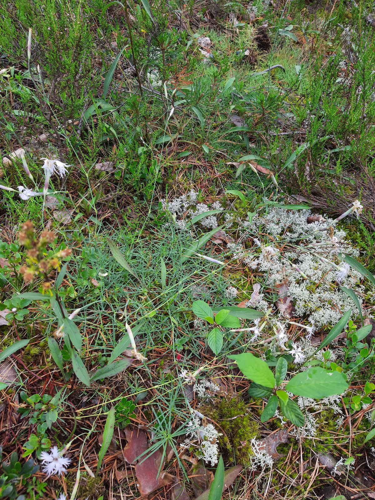 Dianthus arenarius subsp. borussicus