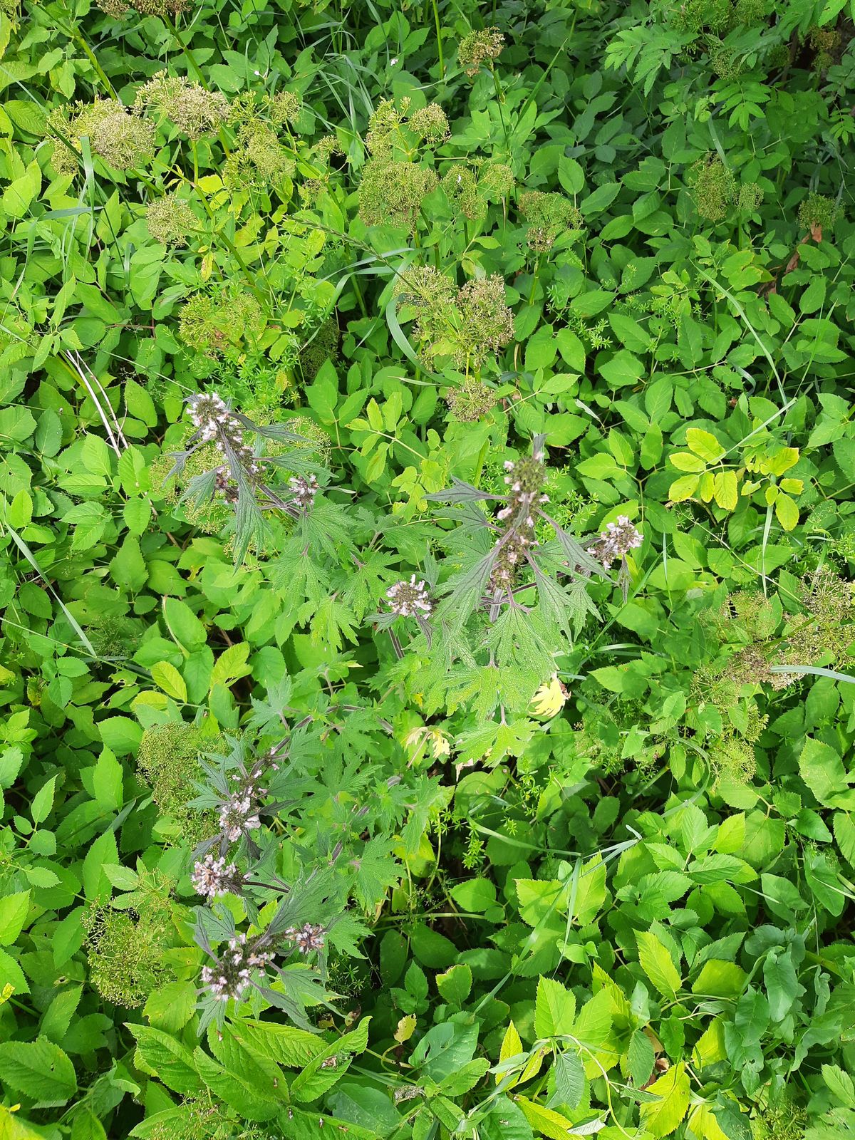 Leonurus quinquelobatus