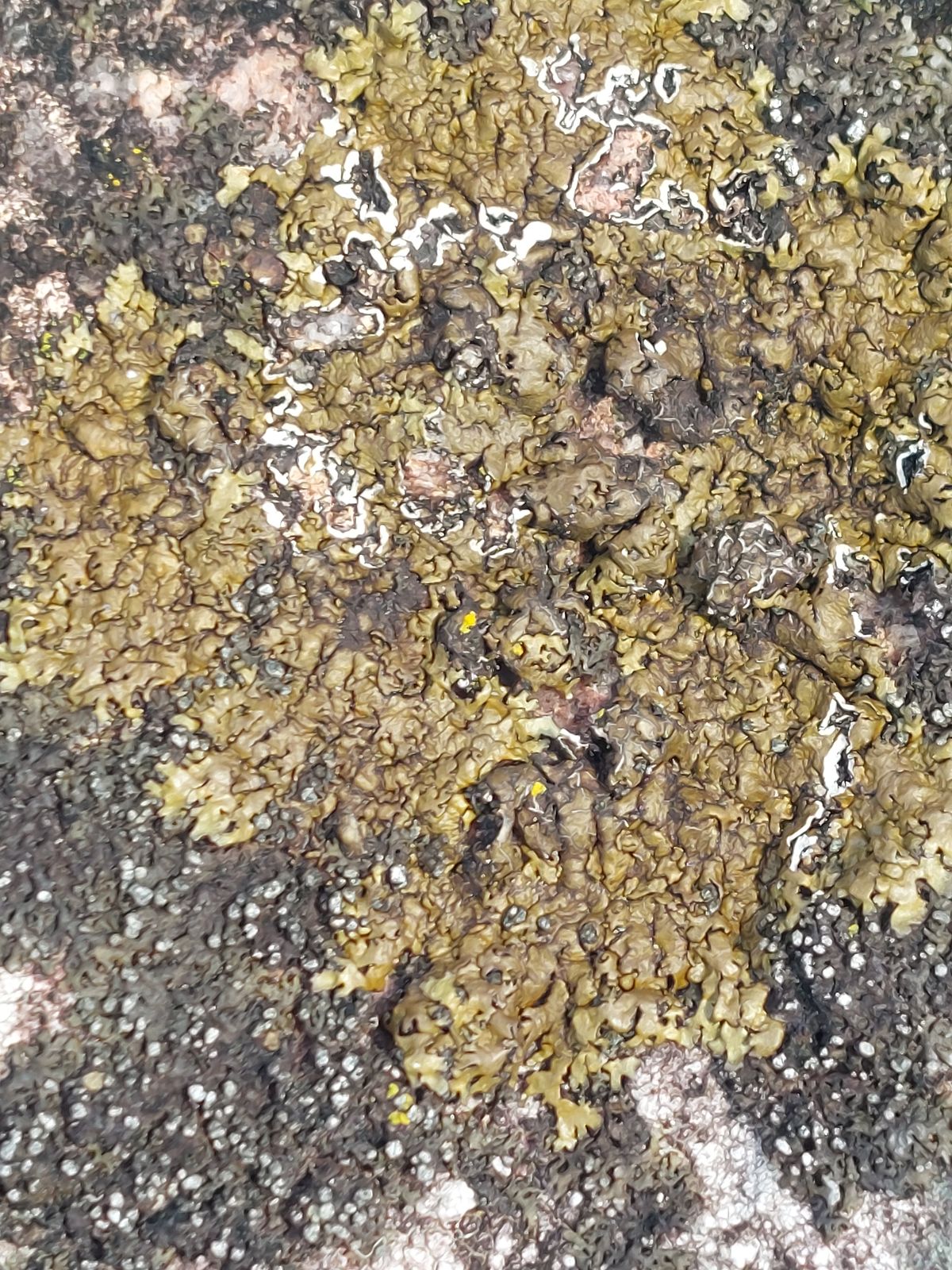 Xanthoparmelia pulla