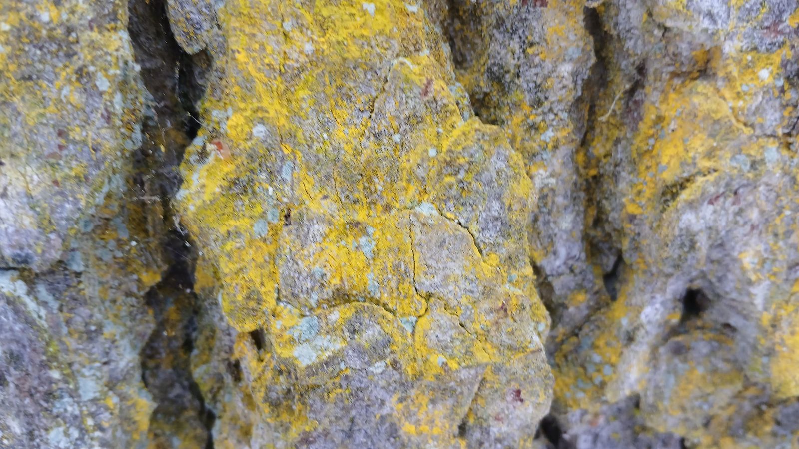 Chrysothrix candelaris