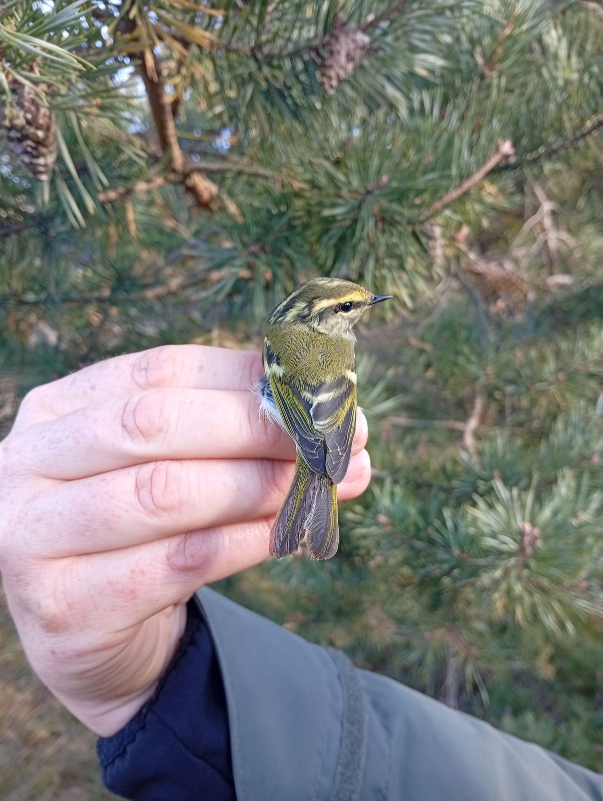 Phylloscopus proregulus