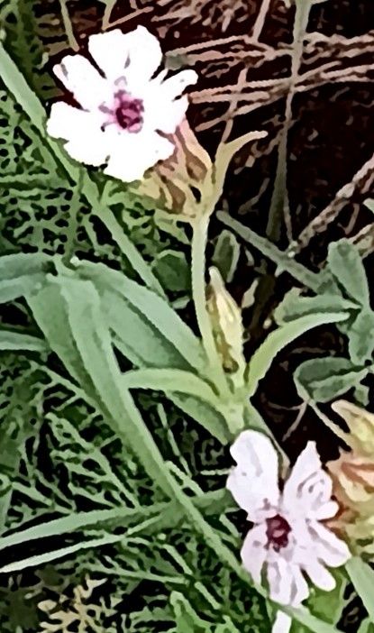 Microbotryum lychnidis-dioicae