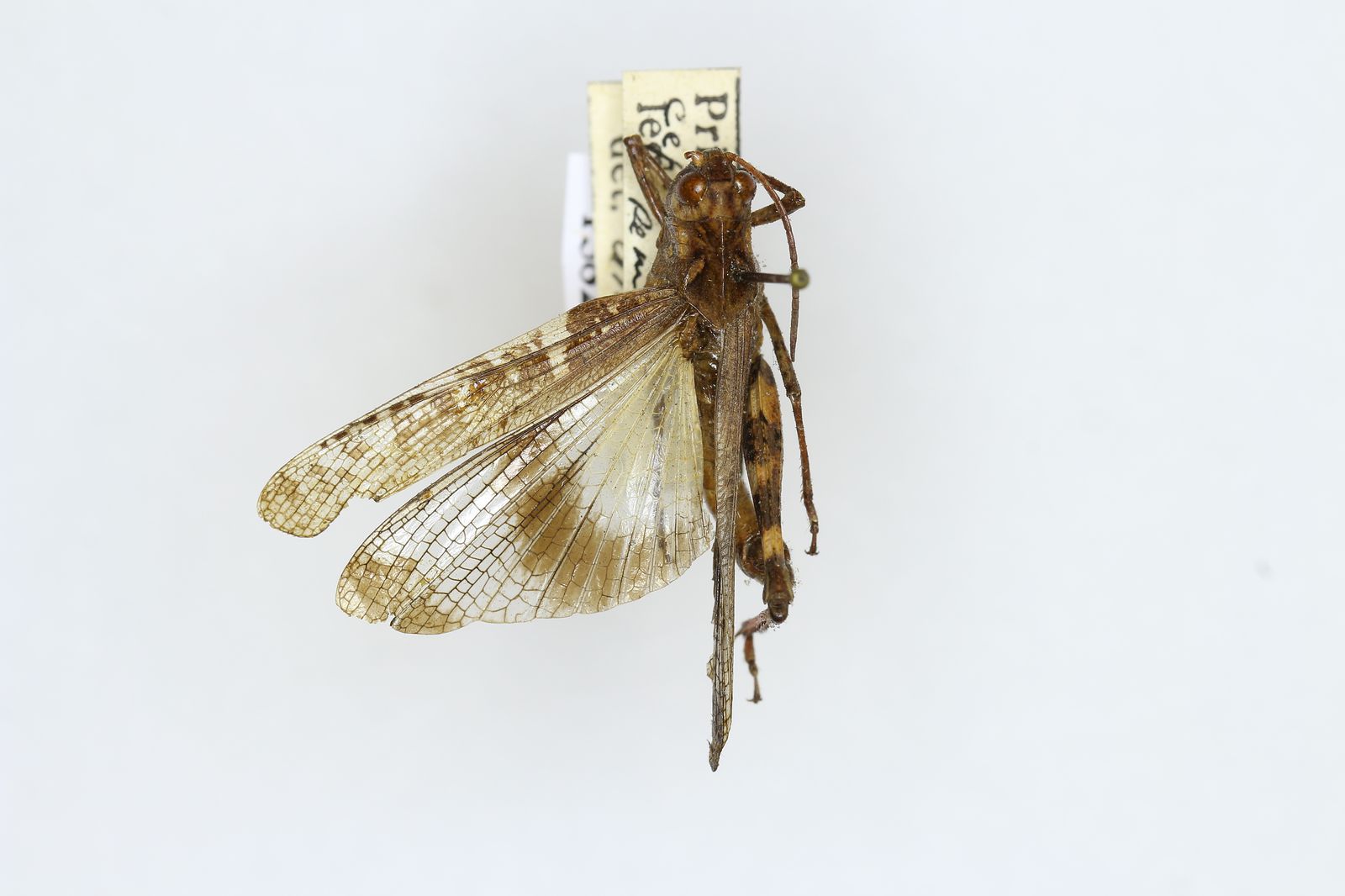 Oedaleus infernalis amurensis