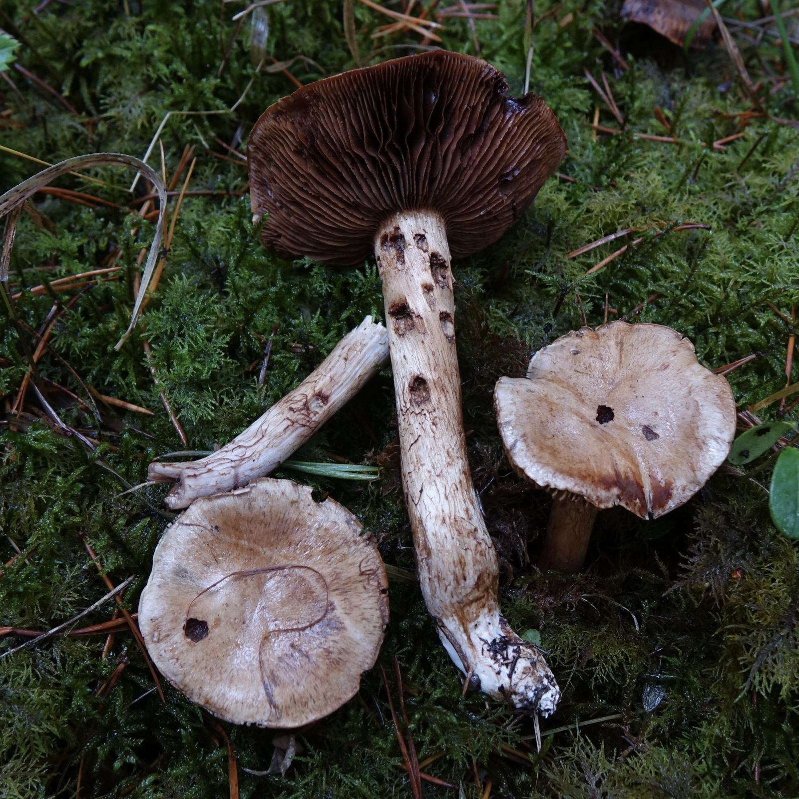 Phlegmacium violaceomaculatum