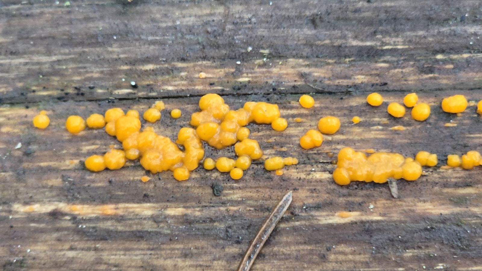 Dacrymyces stillatus