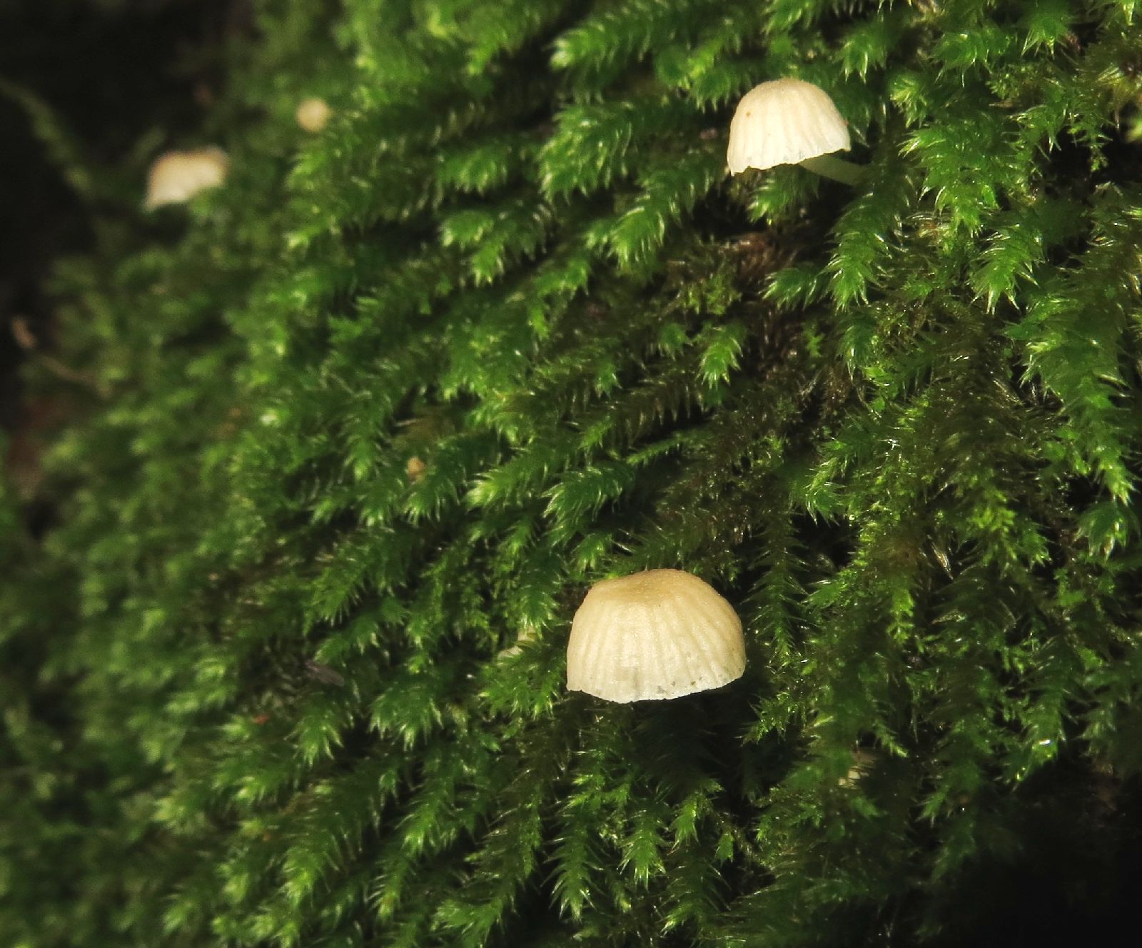 Mycena alba
