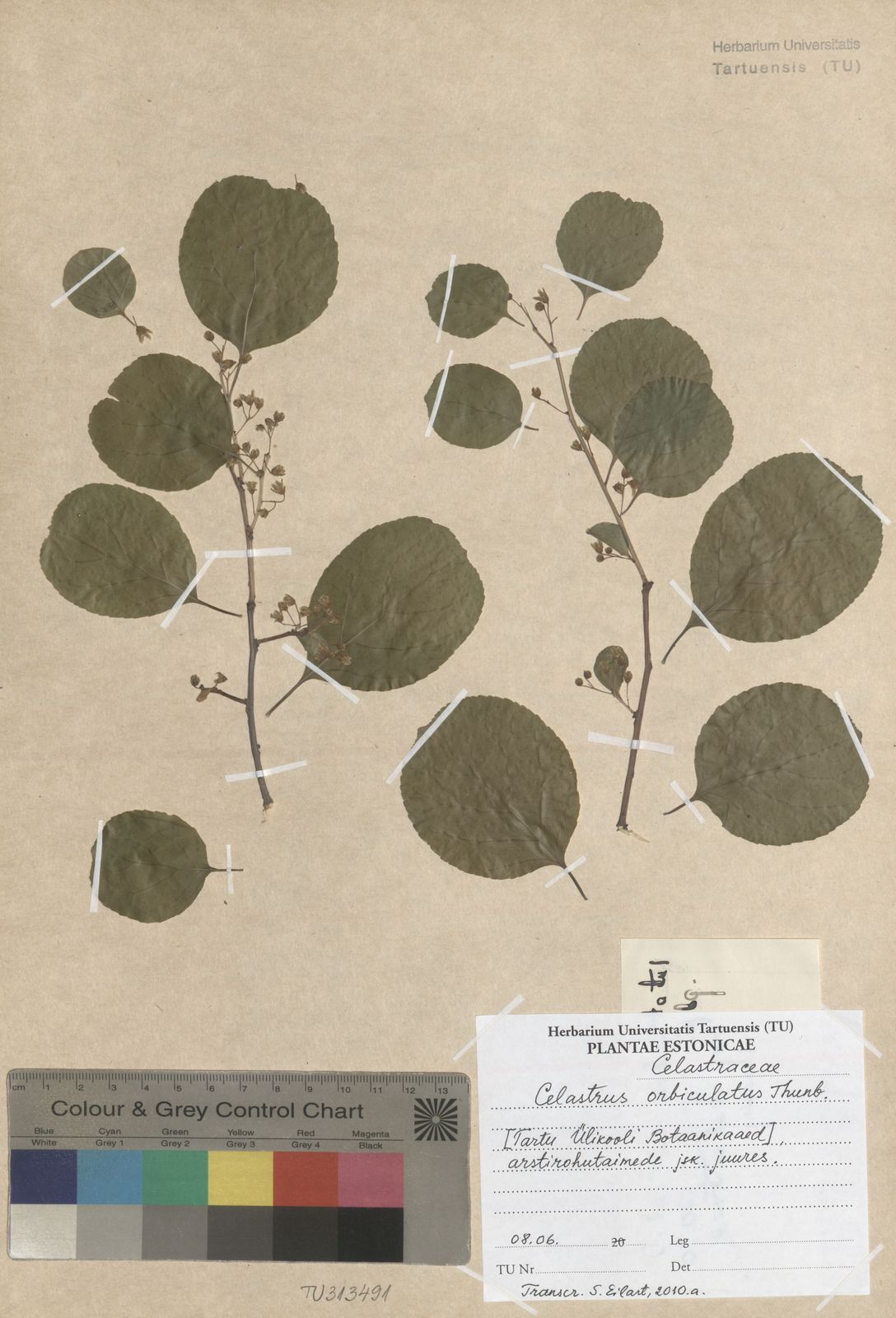 Celastrus orbiculatus