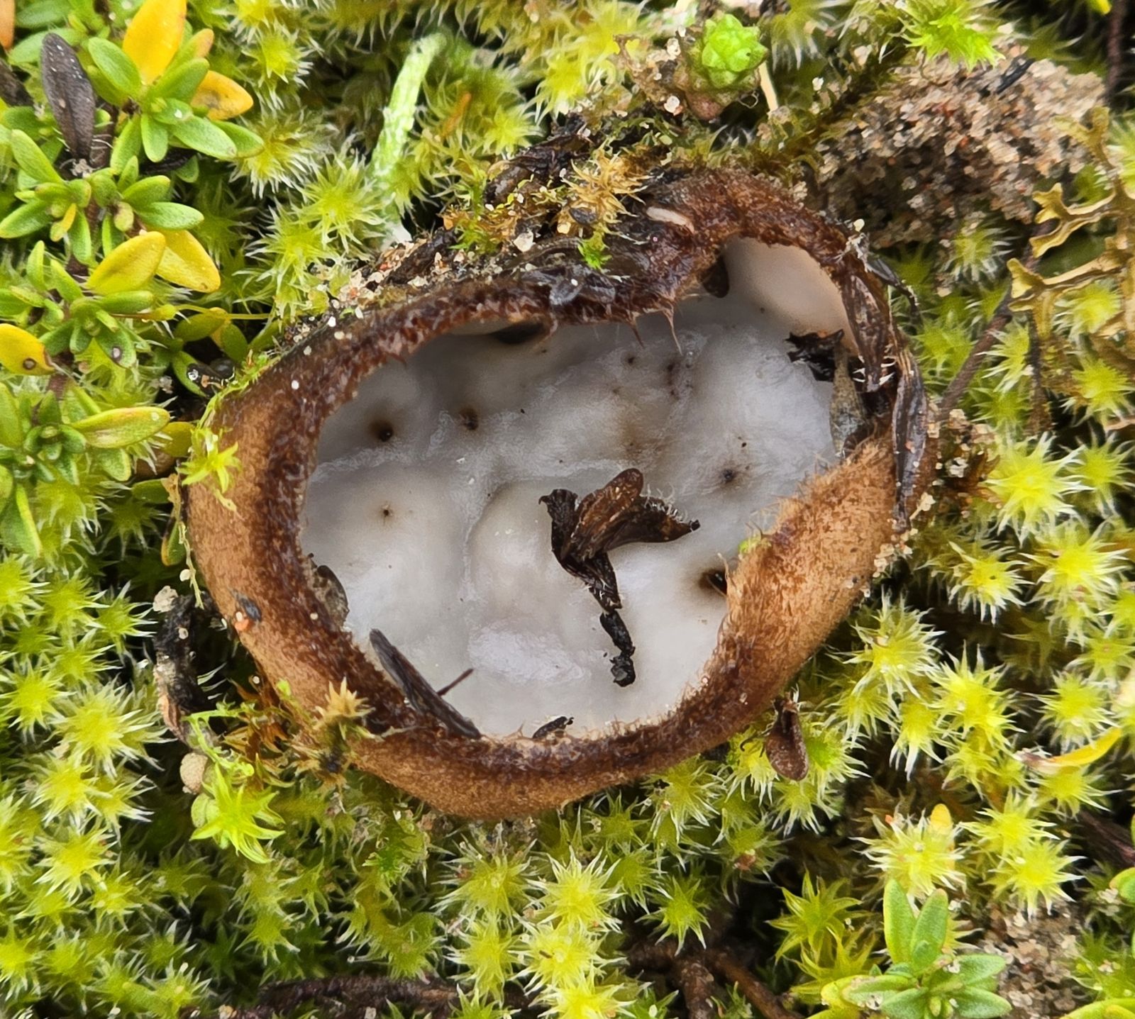 Humaria hemisphaerica