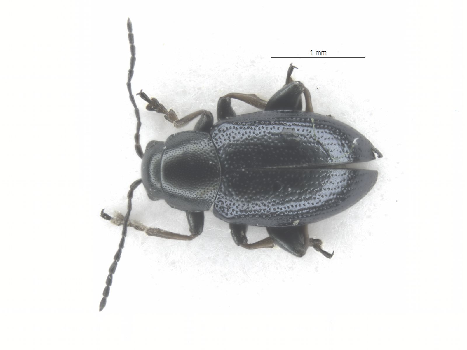 Chaetocnema mannerheimii