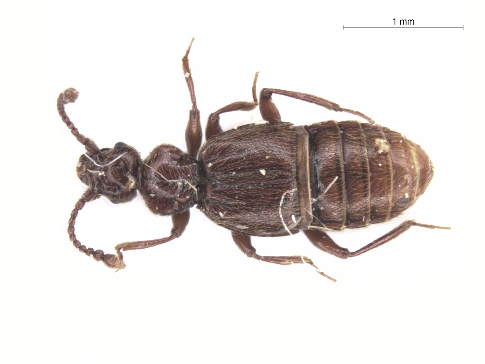 Trichonyx sulcicollis