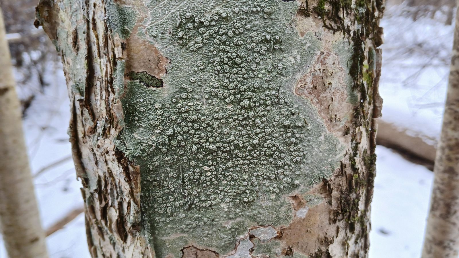 Pertusaria pertusa