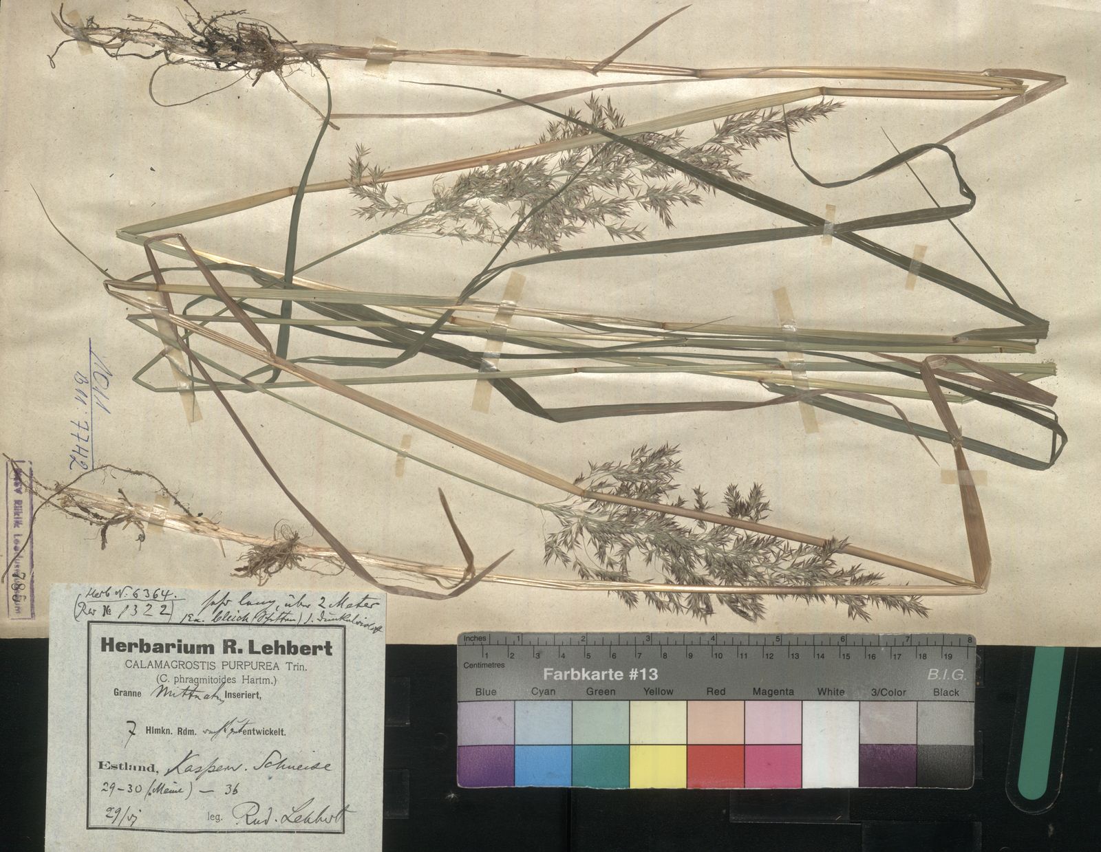 Calamagrostis purpurea