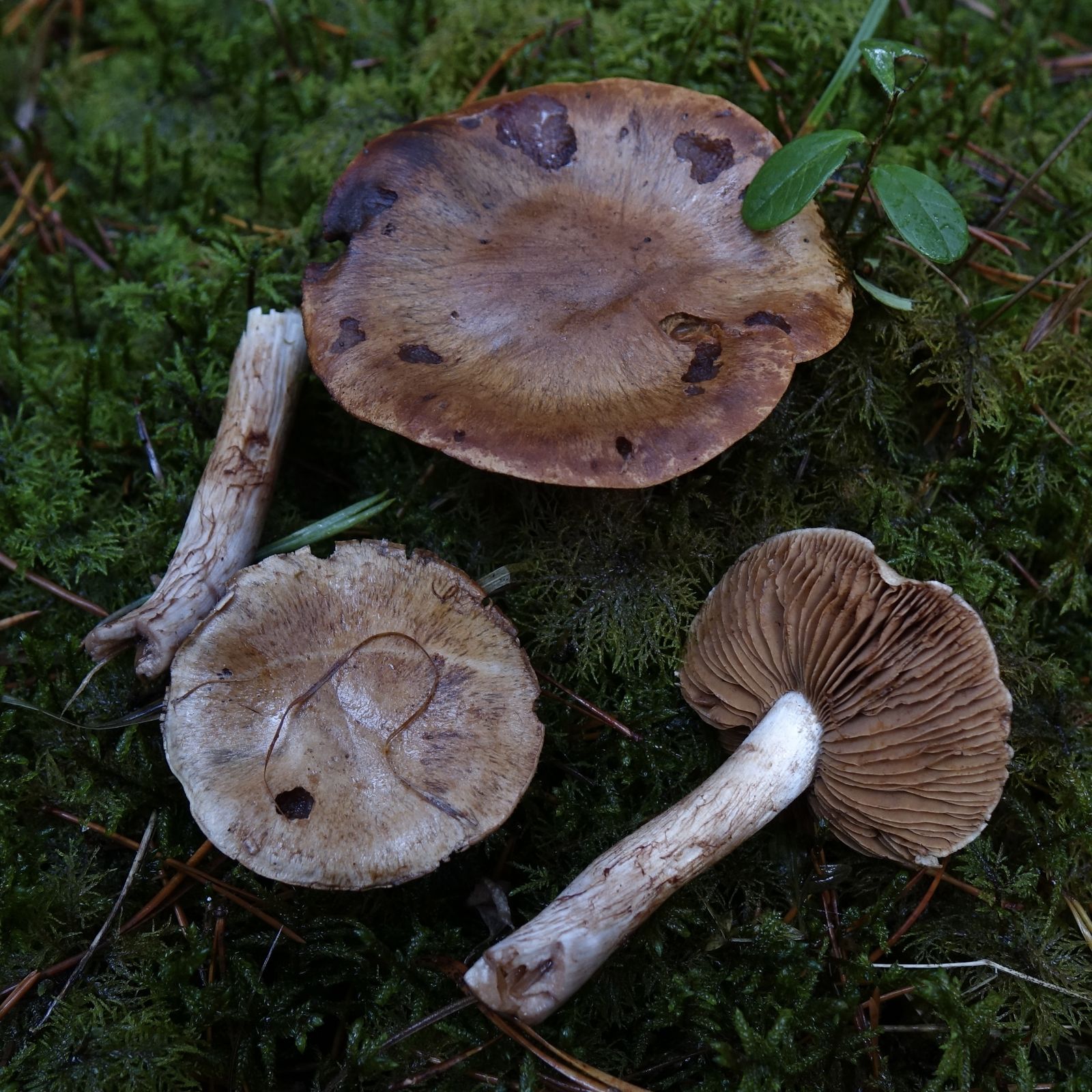 Phlegmacium violaceomaculatum