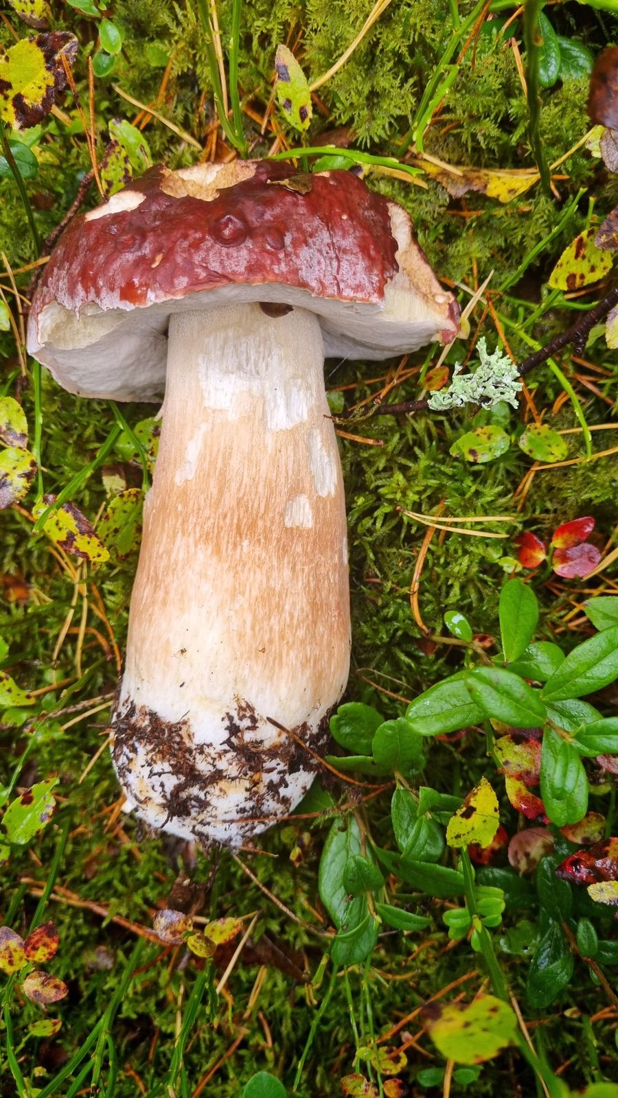 Boletus pinophilus