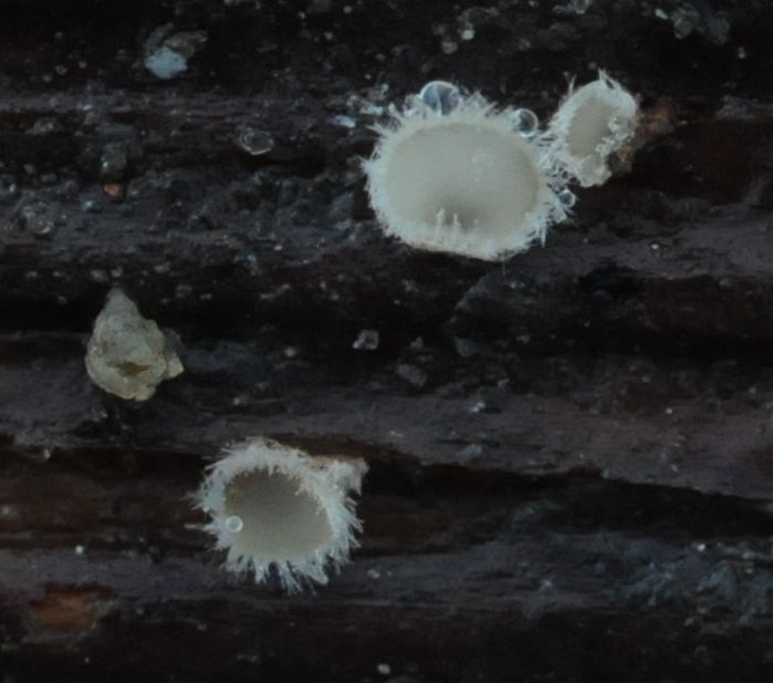 Trichopeziza mollissima