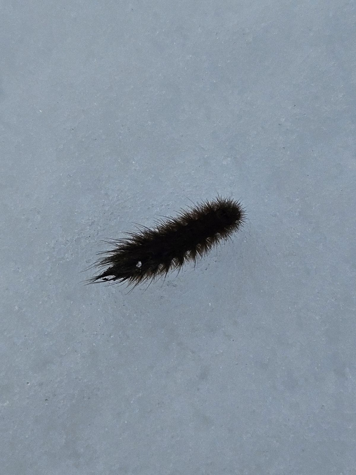 Phragmatobia fuliginosa