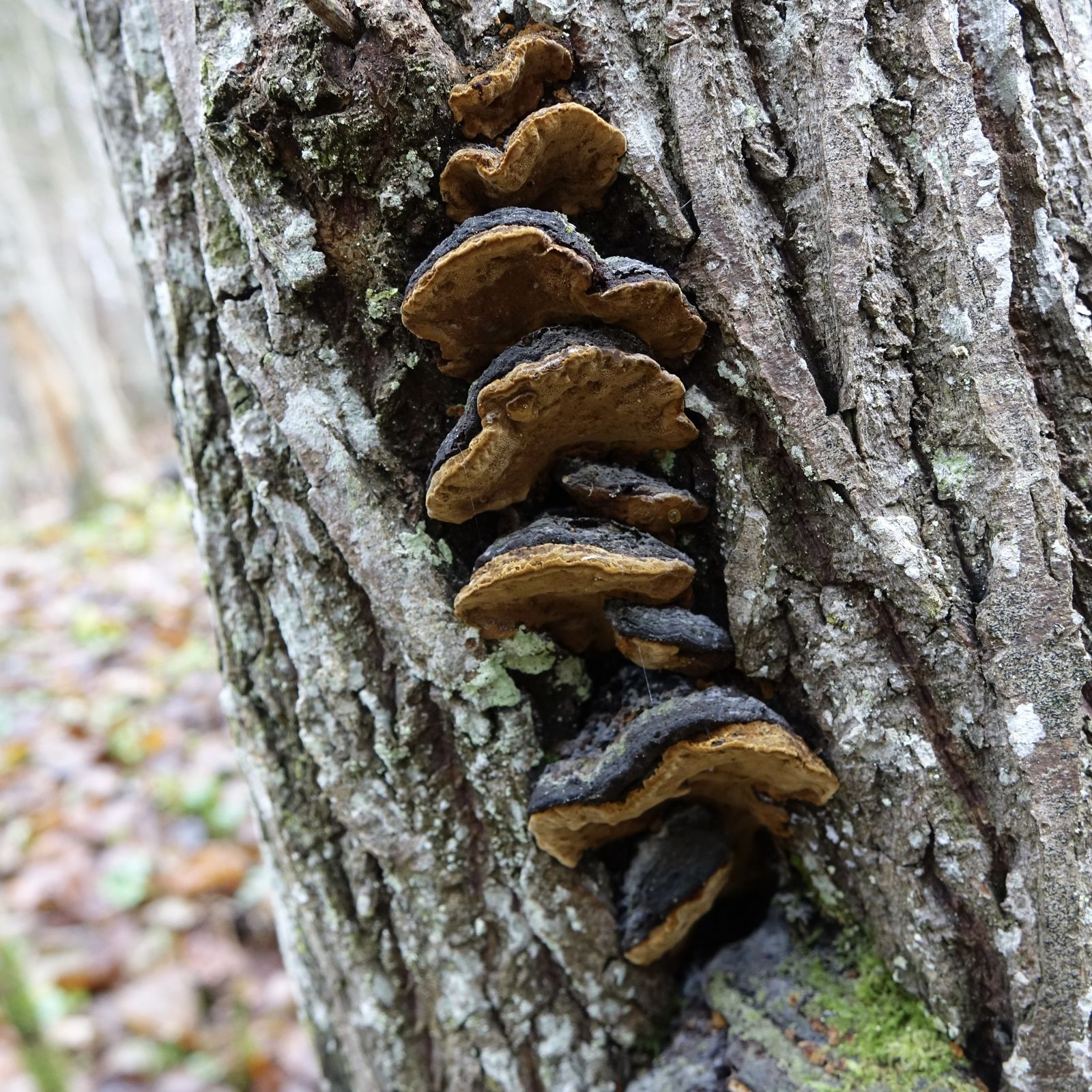 Phellinopsis conchata