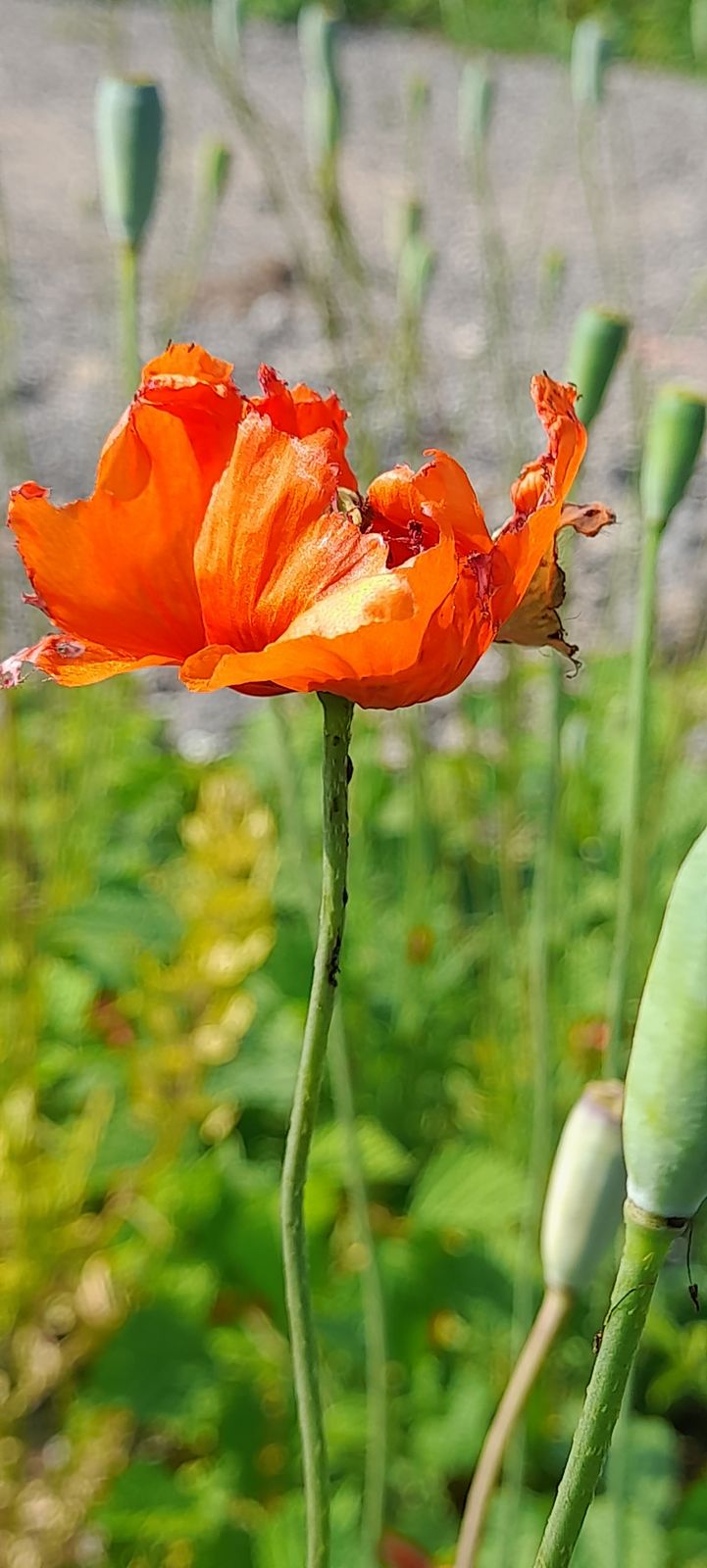 Papaver dubium