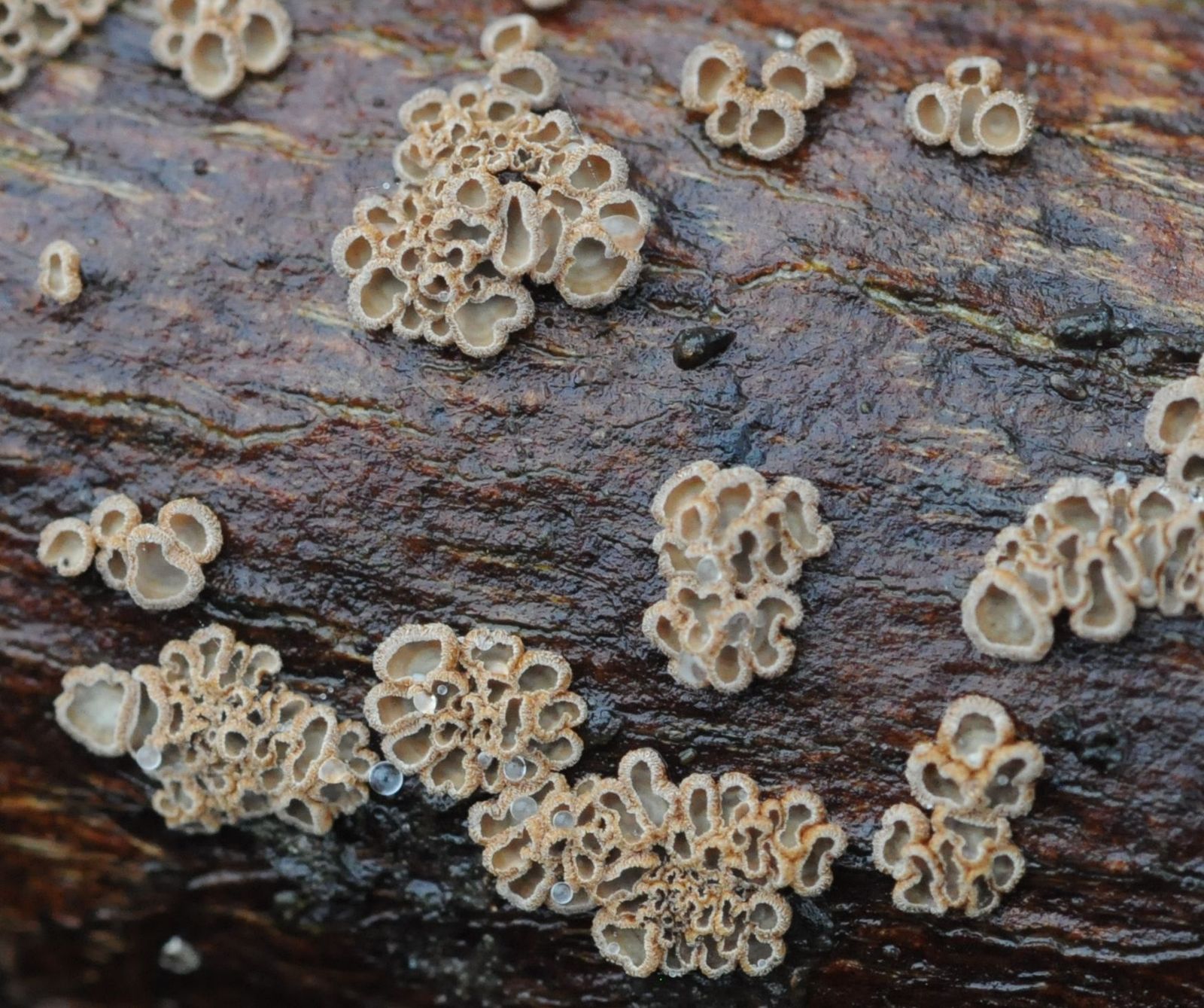 Merismodes fasciculata