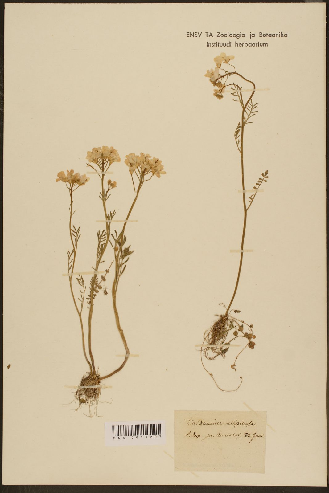 Cardamine pratensis