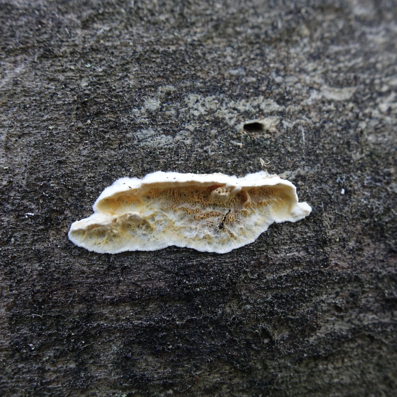 Skeletocutis amorpha