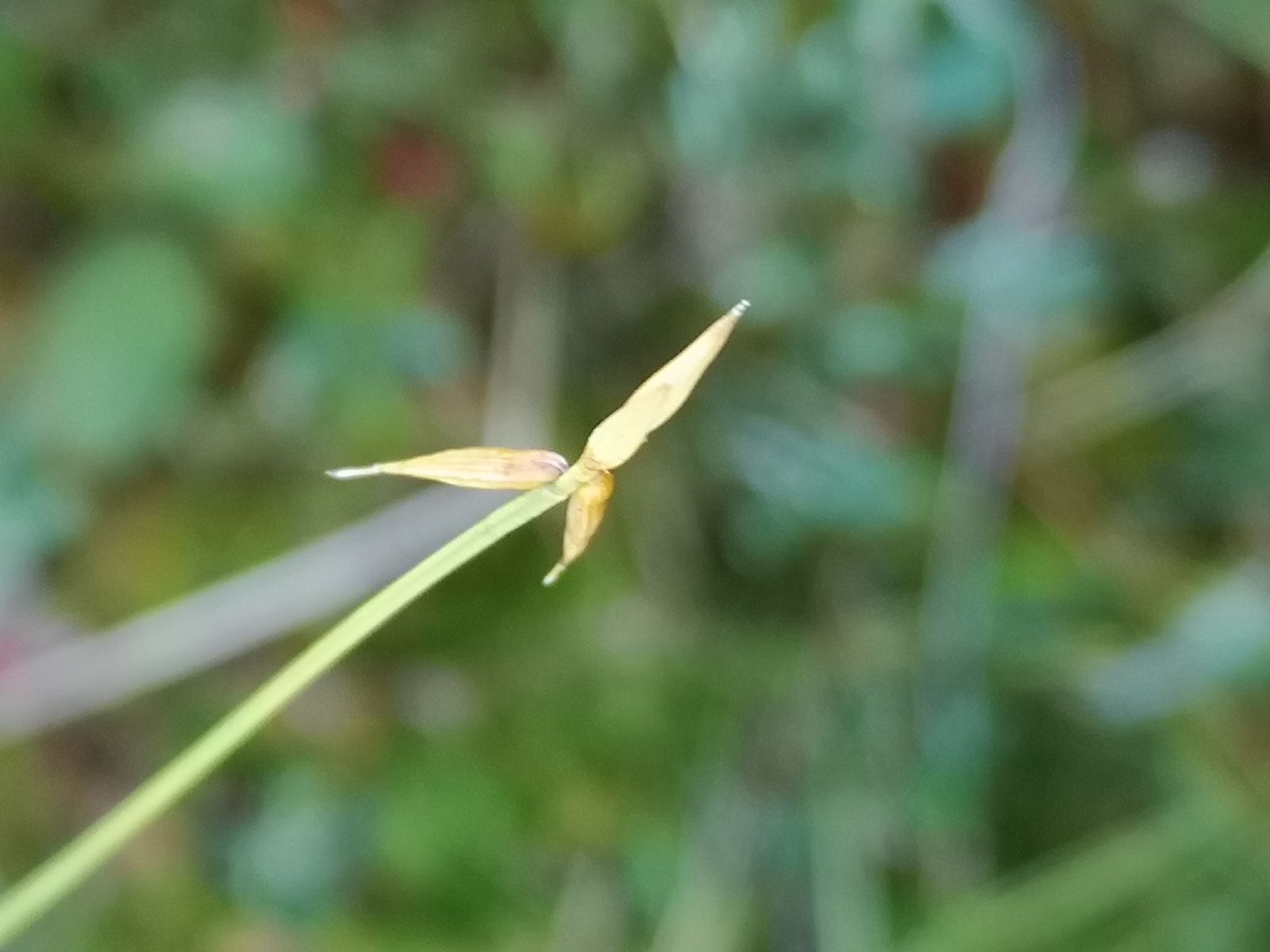 Carex pauciflora