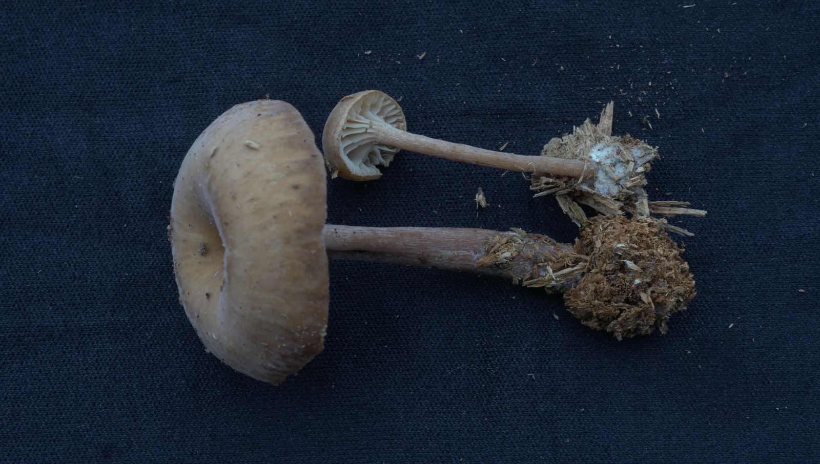 Pseudoomphalina kalchbrenneri