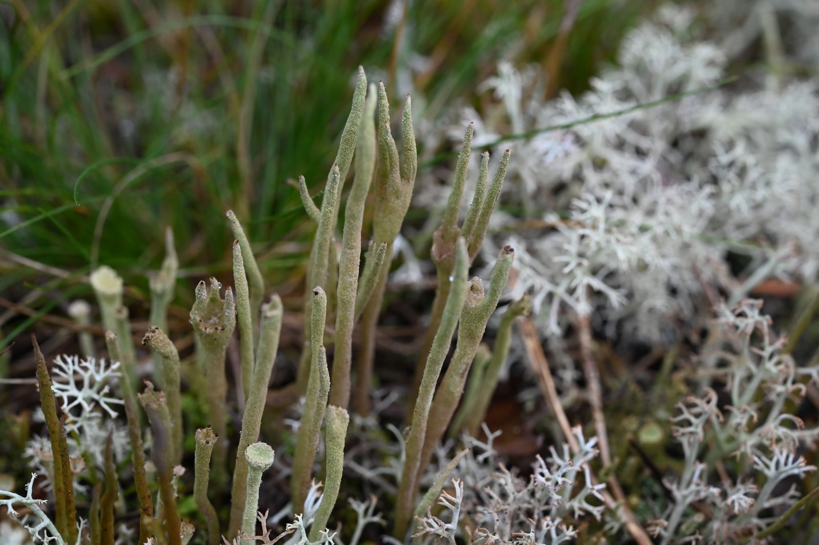 Cladonia subulata
