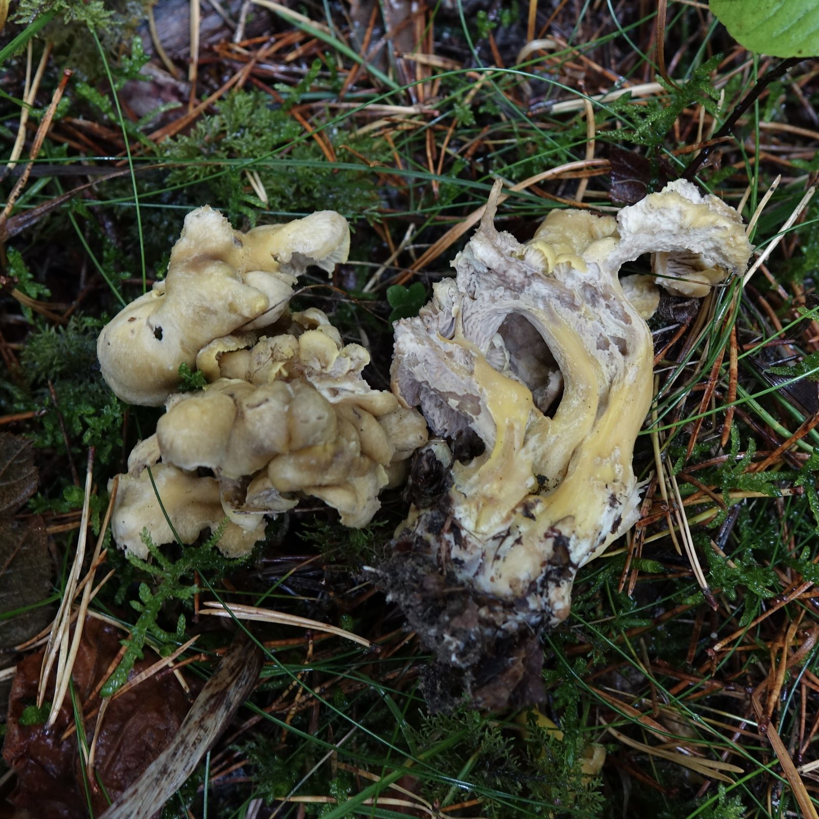 Craterellus melanoxeros