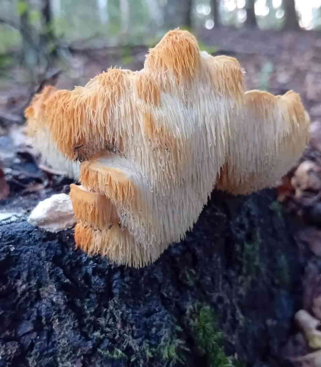 Hericium cirrhatum