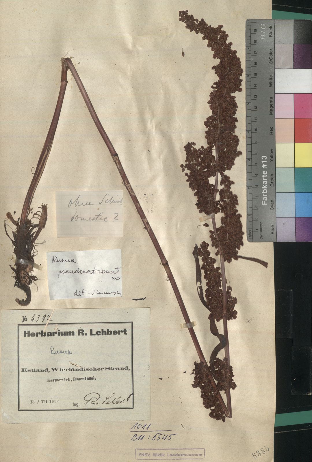 Rumex pseudonatronatus