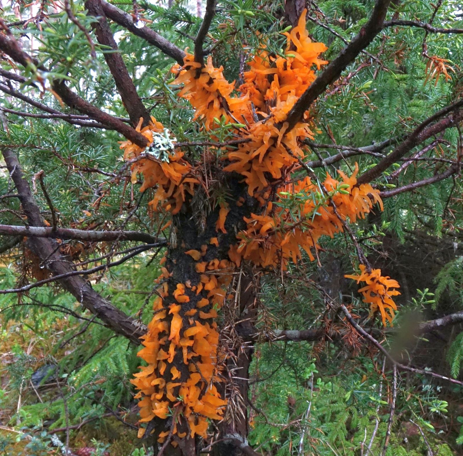 Gymnosporangium clavariiforme