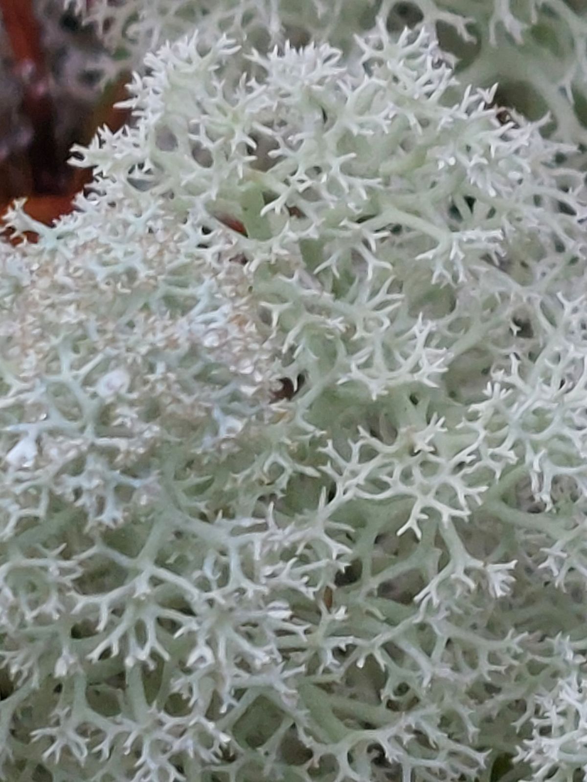 Cladonia stellaris