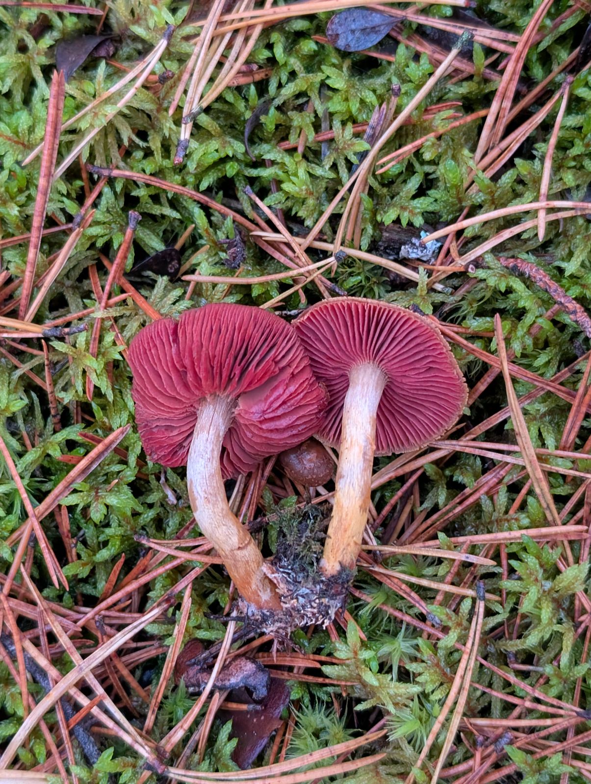 Cortinarius semisanguineus